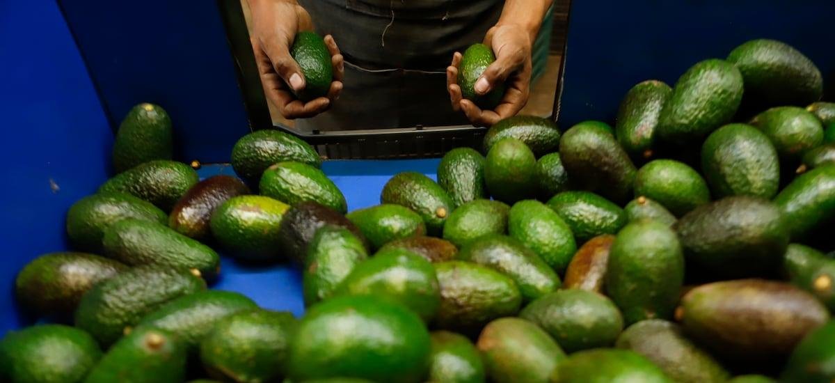 Consumo per cápita de palta en 2025 alcanza récord en Chile y solo es superado por un país