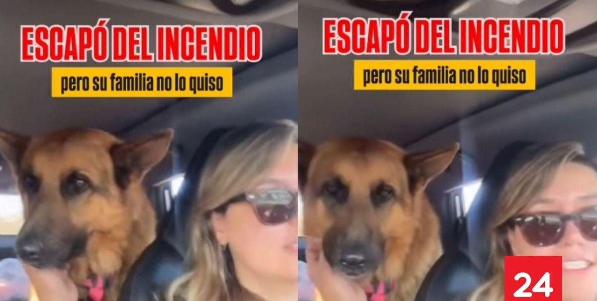 "No lo quiso recibir su familia": perro fue rescatado en medio de incendios y realizan urgente llamado para su adopción