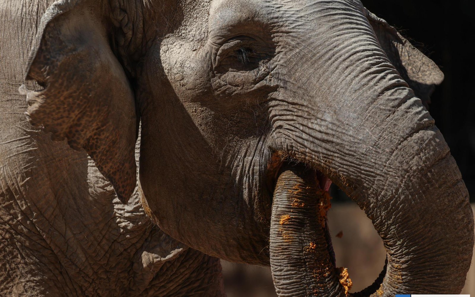 Trompita: La elefanta que desafía el tiempo cumplió 65 años en Guatemala