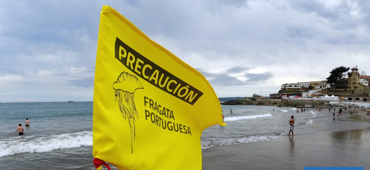 Levantan última alerta vigente por Fragata Portuguesa en región de Valparaíso: playas ya están aptas