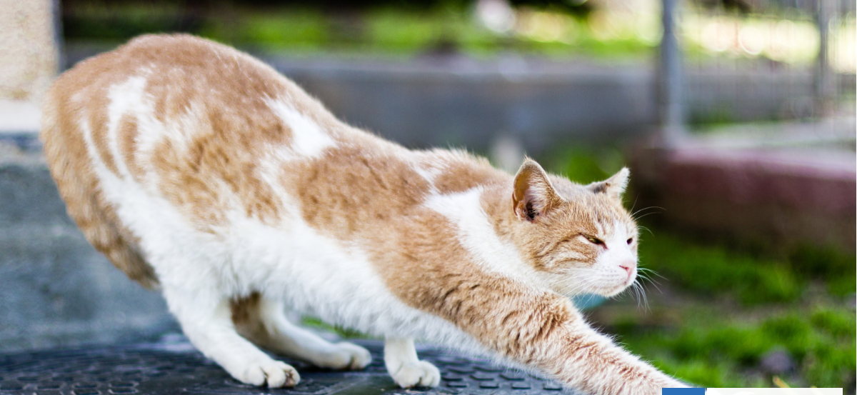 ¿Tu gato se estira al verte? El motivo detrás de este comportamiento más allá de lo físico
