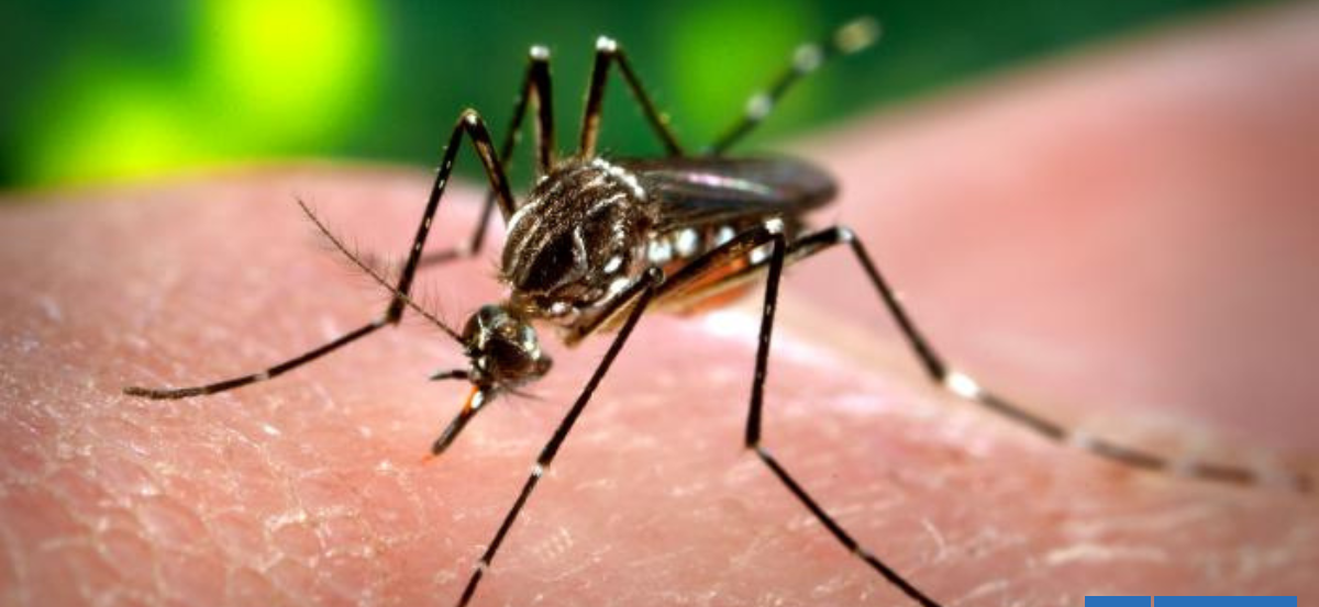 Transmite el dengue: qué significa realmente la detección de un mosquito Aedes Aegypti en Santiago
