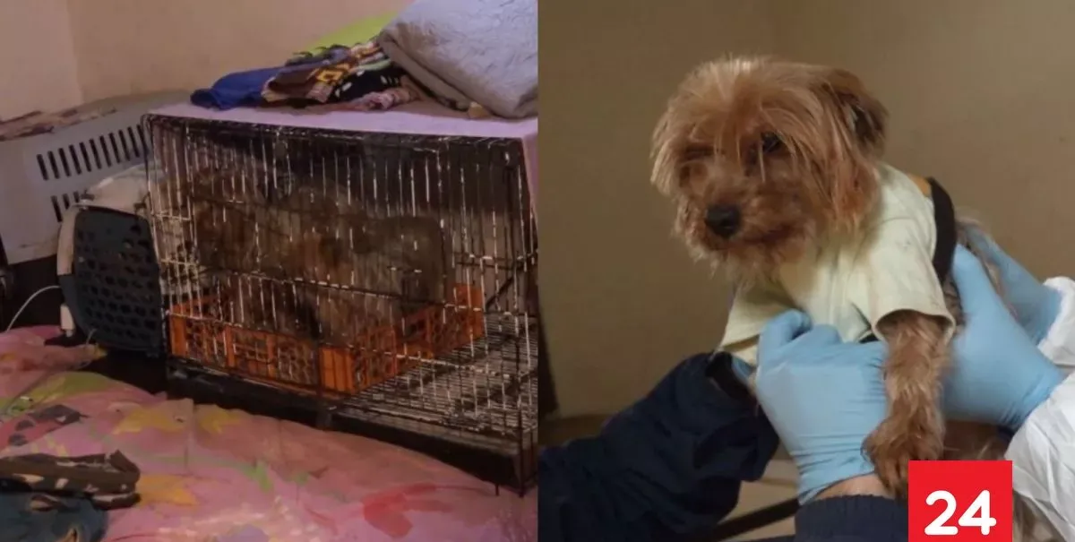Detienen a mujer por maltrato animal en Santiago: mantenían 15 perros de raza en deplorables condiciones
