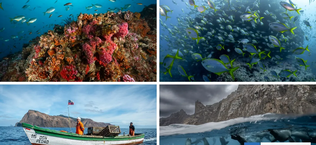Histórico: Chile se convierte en el tercer país del planeta con más kilómetros de océanos protegidos