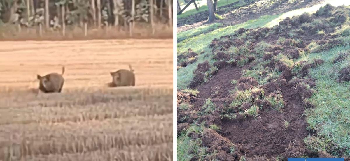 Gobierno señala que se mantiene el permiso de caza de jabalíes en La Araucanía: son especie invasora