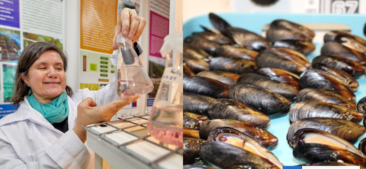 Desarrollan plataforma para optimizar cultivo del mejillón chileno y potenciar sector acuícola local