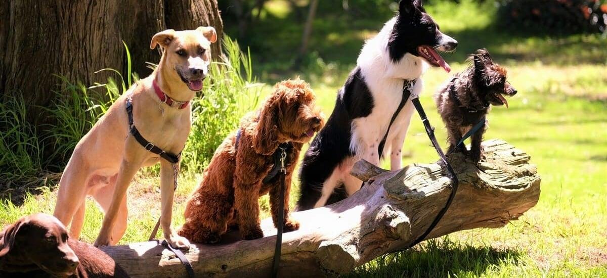 Estudio revela que los perros todavía tienen genoma de lobo en su ADN: qué razas son las más “lobunas” - La Tercera