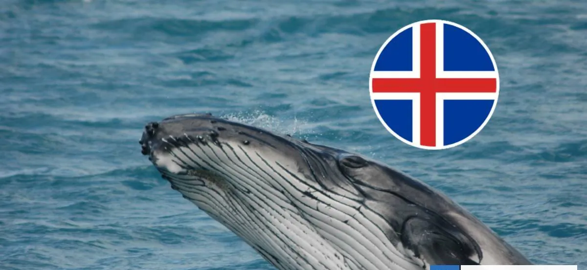 Islandia reanuda la caza de ballenas tras dos años y genera rechazo ciudadano