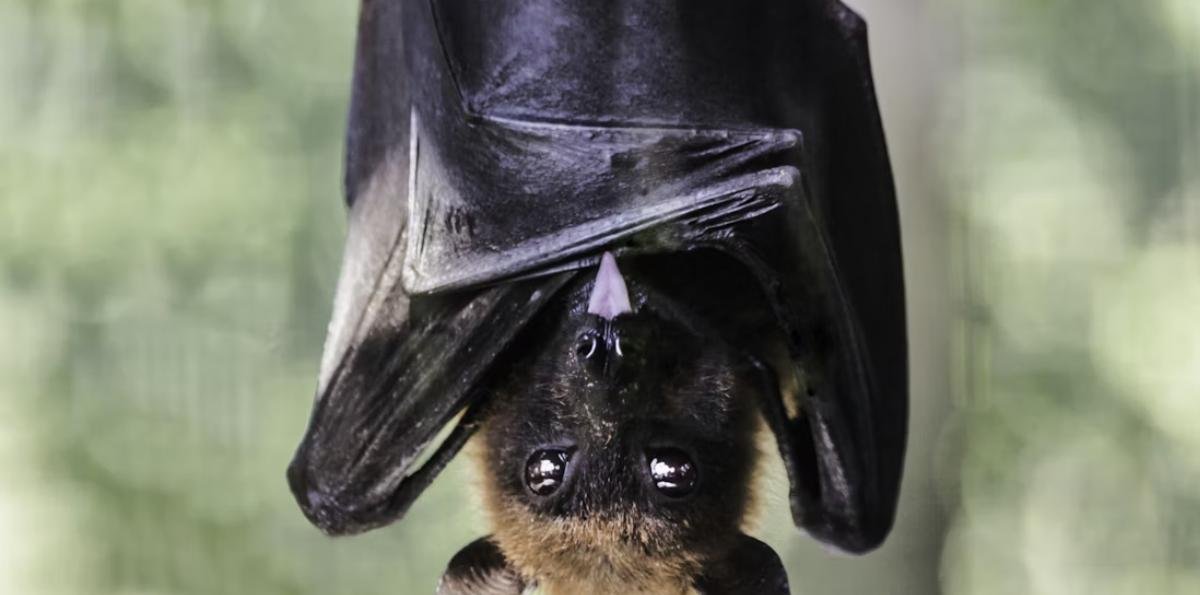 Frutillar: ISP confirmó caso de rabia en murciélago y autoridades activan protocolos preventivos