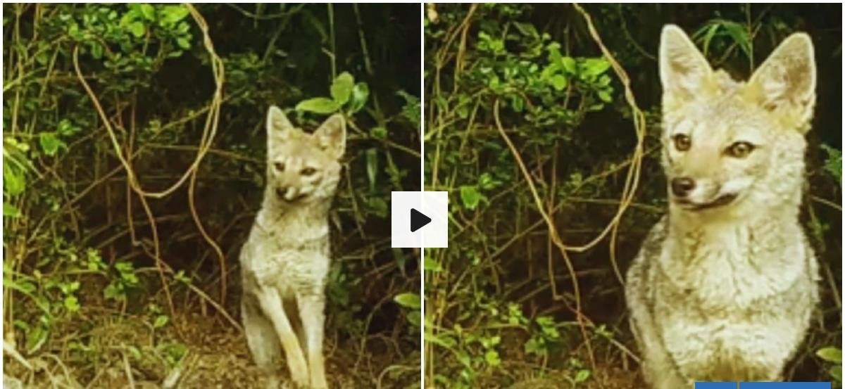 Cámara registra presencia de zorro chilla en Reserva Nacional Mocho Choshuenco en Los Ríos