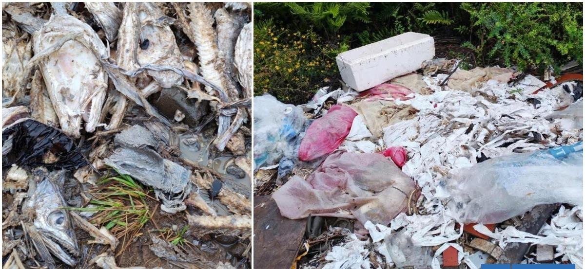 Incluso tienen larvas: vecinos de Puerto Montt sufren fétidos olores por pescados en descomposición