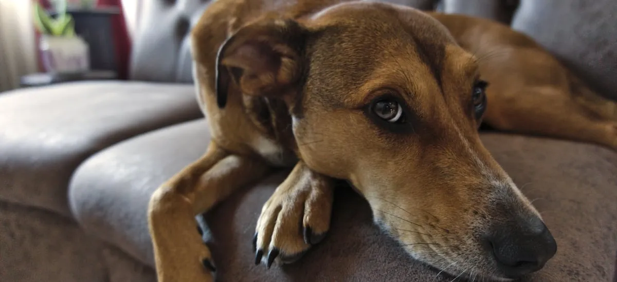 Expertos enseñan a crear un kit de emergencia para las mascotas ante el frente de mal tiempo que se acerca: así puedes proteger a tu peludo