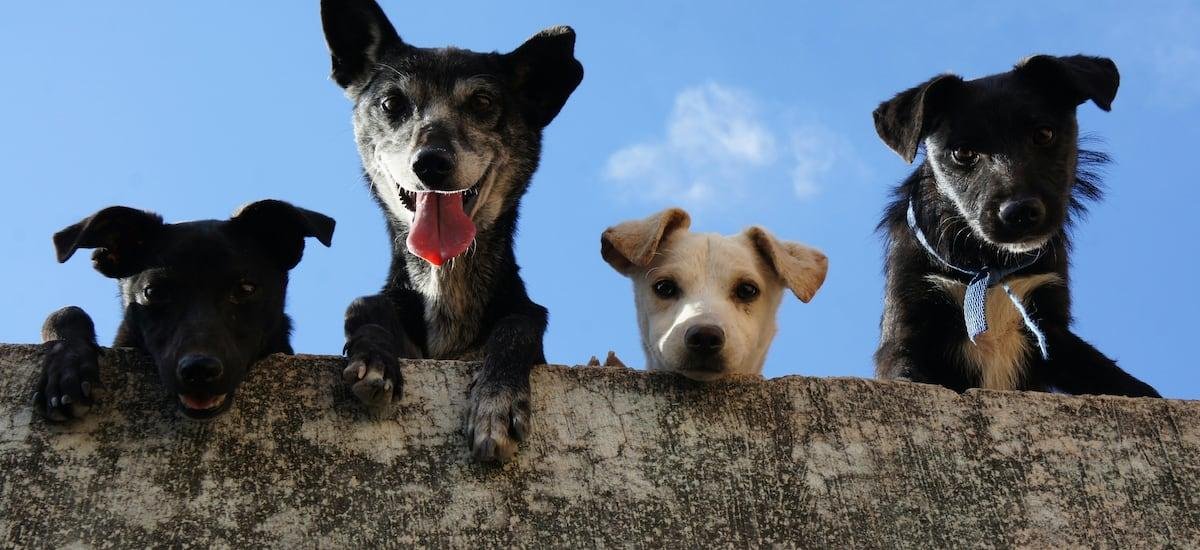 Este es el impacto ambiental que generan los perros en el mundo