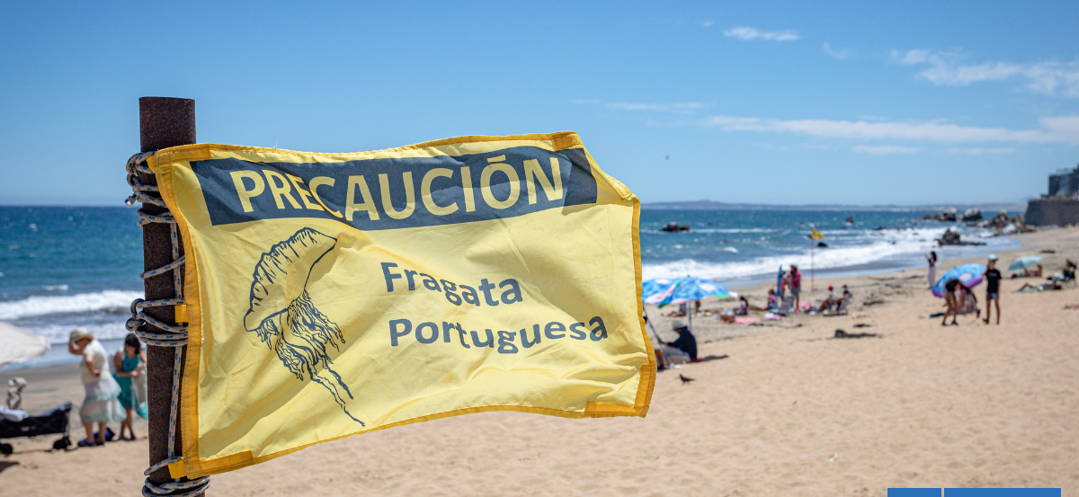 Qué hacer si te pica una fragata portuguesa: puede hacer daño viva o muerta, dentro o fuera del mar