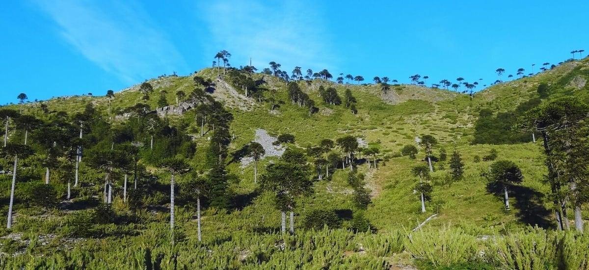 Conaf retomará administración de la Reserva Altos de Pemehue y avanza su reapertura turística