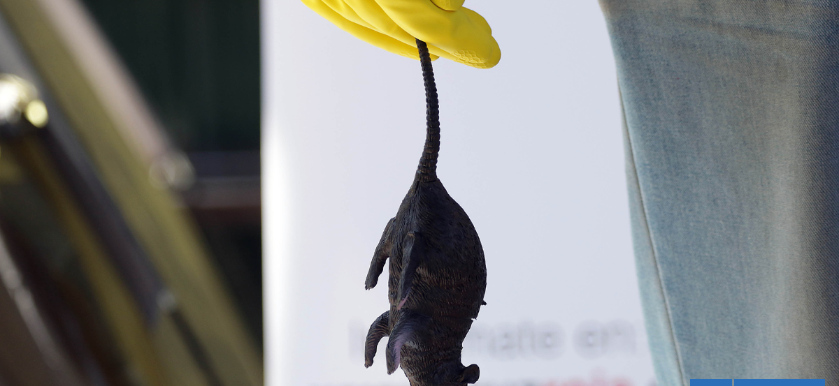 Minsal confirma primer contagio de hanta en la región de Ñuble este 2026: es un joven de 21 años