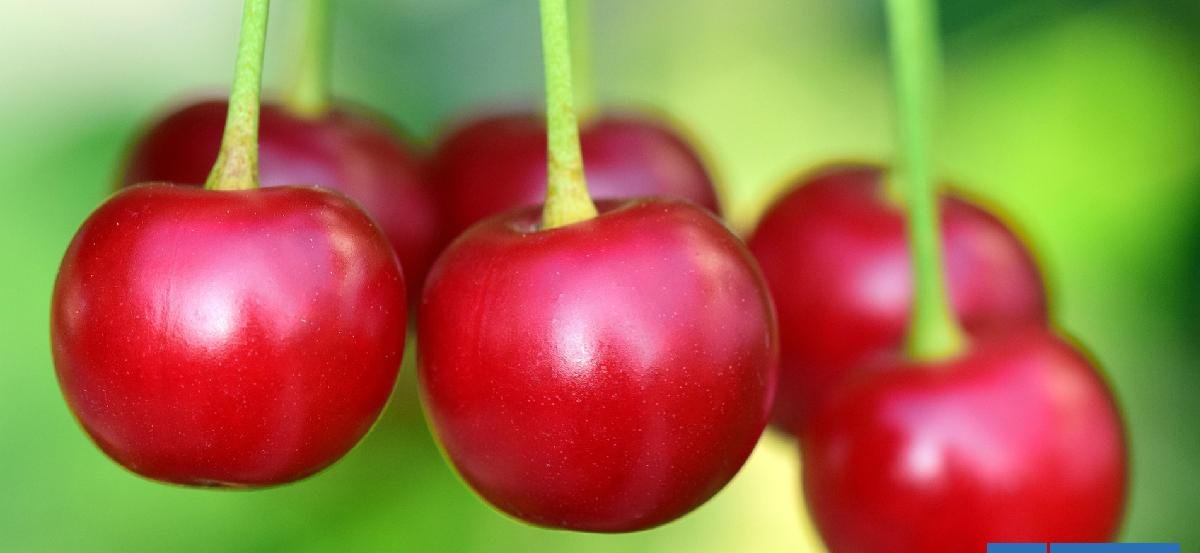 La dulce temporada que no fue: cereza chilena vuelve a sufrir por los bajos precios en China
