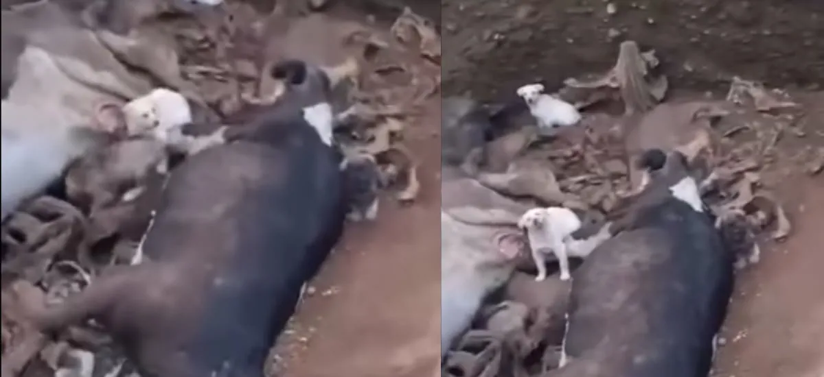 Imágenes fuertes: viralizan paupérrimo estado de perritos atrapados en una fosa con animales muertos