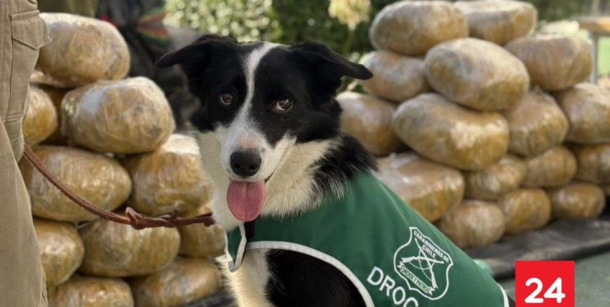 Golpe contra el narcotráfico: cachorro de Carabineros detecta más de una tonelada y media de droga