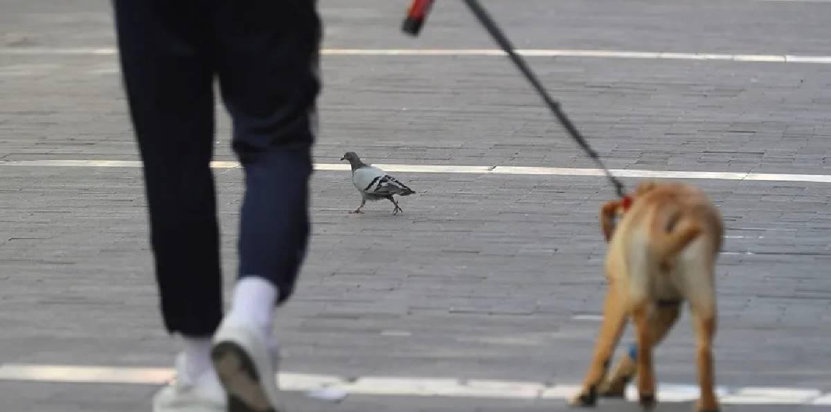 España: Tribunal declaró ilegal el despido de una trabajadora que faltó para eutanasiar a su perra