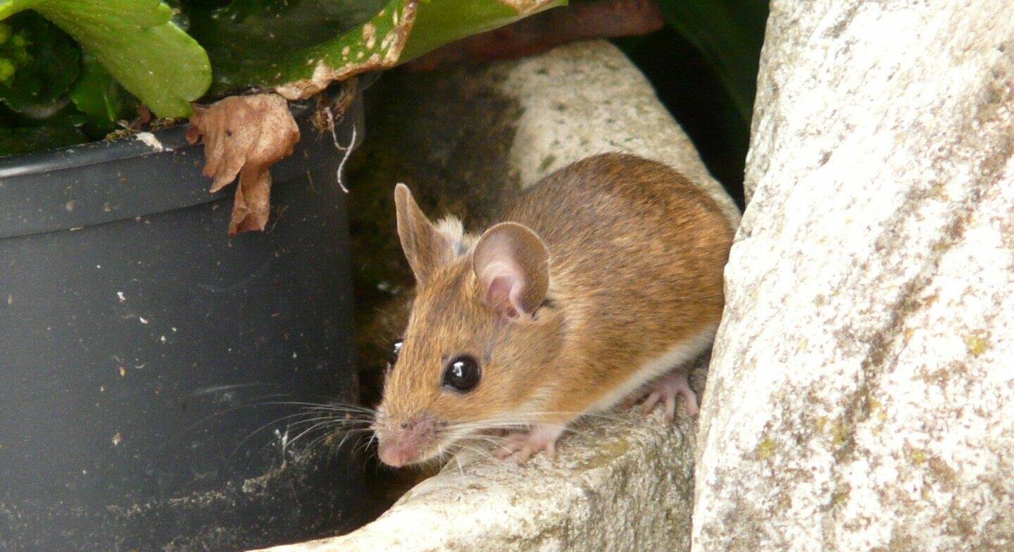 Experto analiza las medidas para prevenir el virus Hanta: Van 6 muertos durante este año