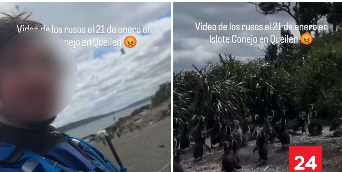 VIDEO: turistas rusos perturban a pingüinos en islote conejos de Chiloé