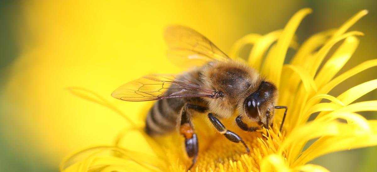 Cuando una picadura de abeja se vuelve mortal: ¿Qué provocó que el shock alérgico que afectó a Marta Larraechea derivara en un paro cardiaco?