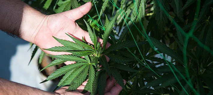 Estudio no encuentra pruebas de que el cannabis medicinal sea seguro y eficaz para tratar afecciones de salud mental