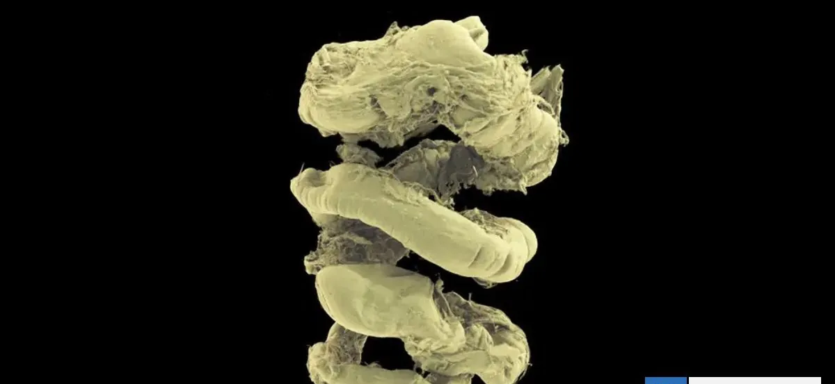 Lanzan el "Google Earth" del cuerpo humano gratis: es 100 mil millones de veces mejor que radiografías