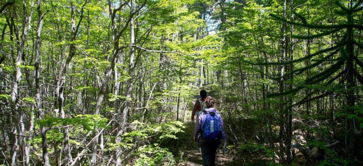 Naturaleza y salud mental: por qué los “baños de bosque” alivian la ansiedad