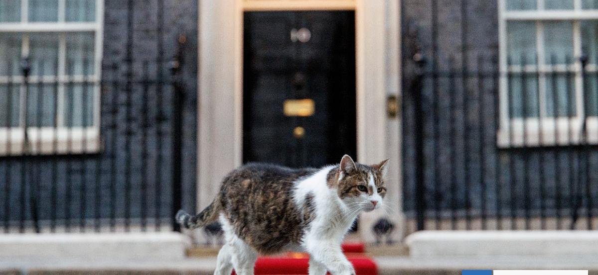 Este es Larry, el gato que cumplió 15 años como cazador de ratones del primer ministro de Reino Unido