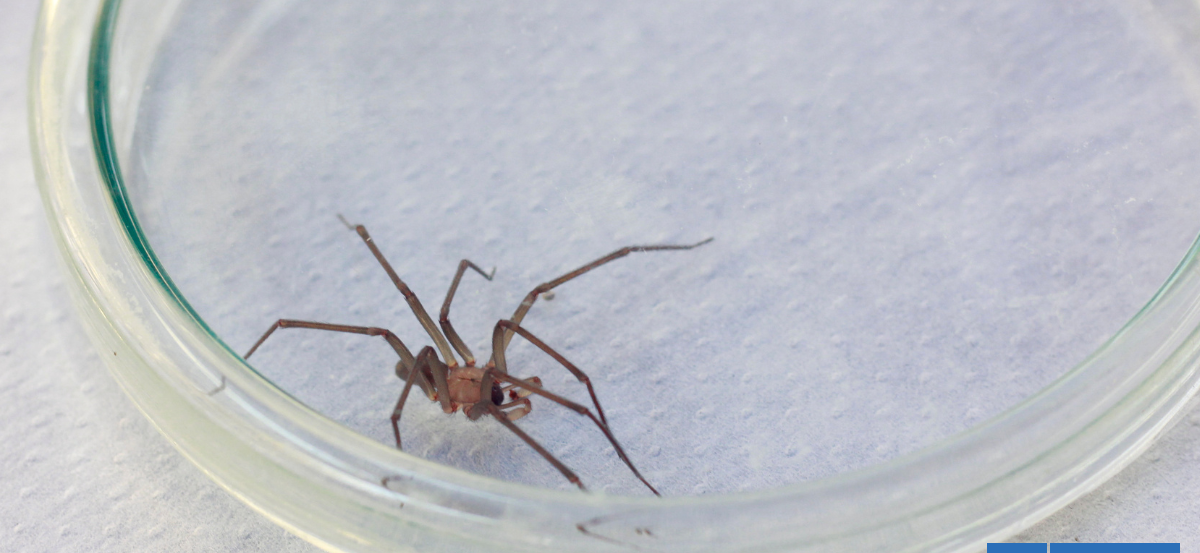 Advierten aumento de arañas de rincón en verano y llaman a extremar precauciones