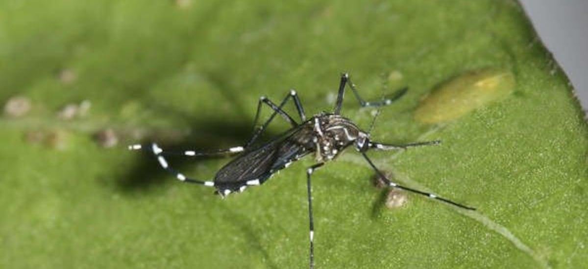 Anuncian cierre temporal de paso fronterizo Cristo Redentor tras detección de mosquito que transmite el dengue