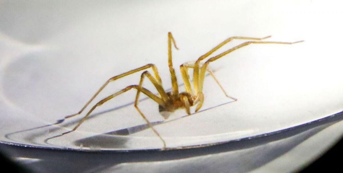 Chilenos revelan desconocido comportamiento de la araña de rincón