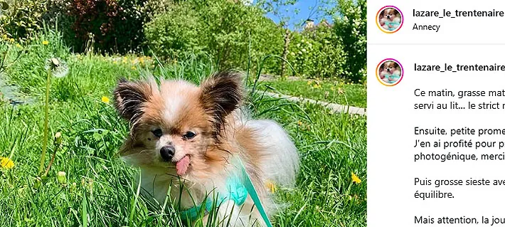 Usaba pañales, no oía ni veía: Muere Lazare, el perro considerado el "más longevo del mundo"