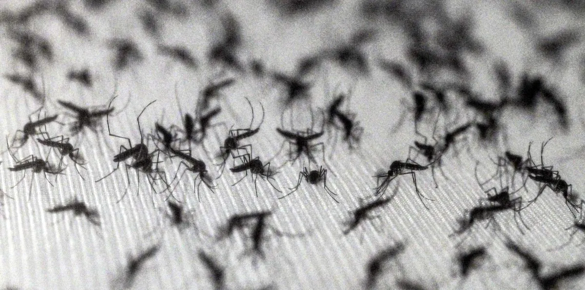 Google planea liberar 32 millones de mosquitos: ¿Cuáles son las razones?