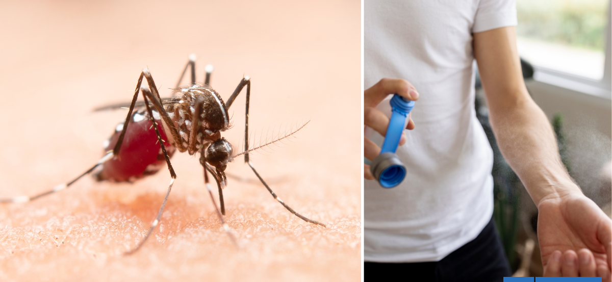 Dengue en Chile: cómo identificar al mosquito transmisor, síntomas y medidas para evitar un contagio