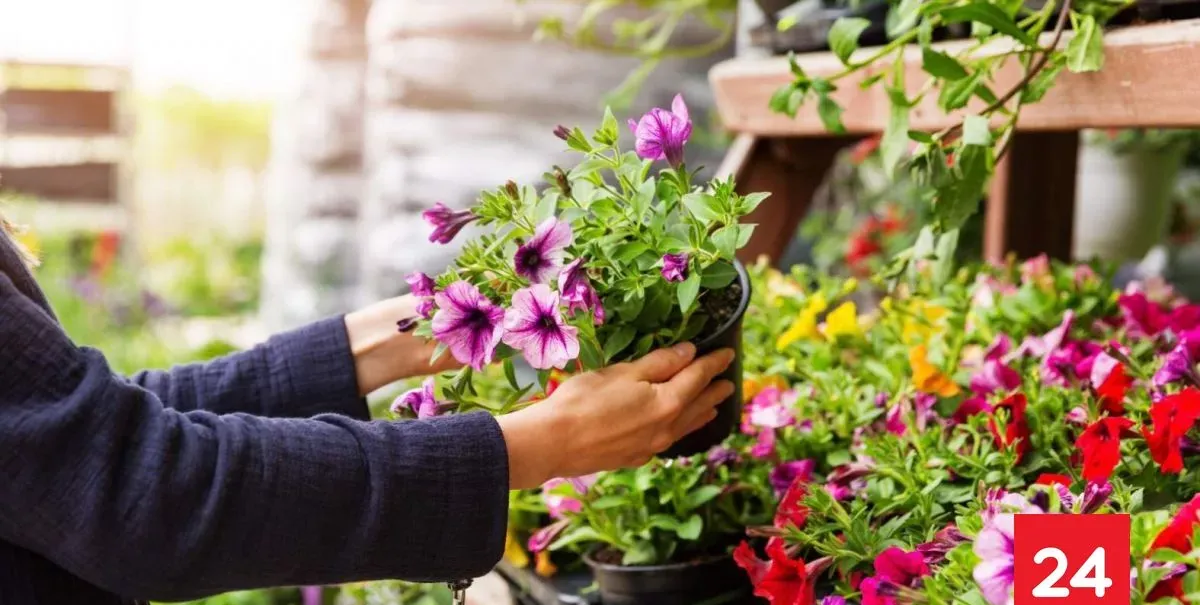 Vivero anuncia cierre y lanza remate total de plantas: Comienza este sábado