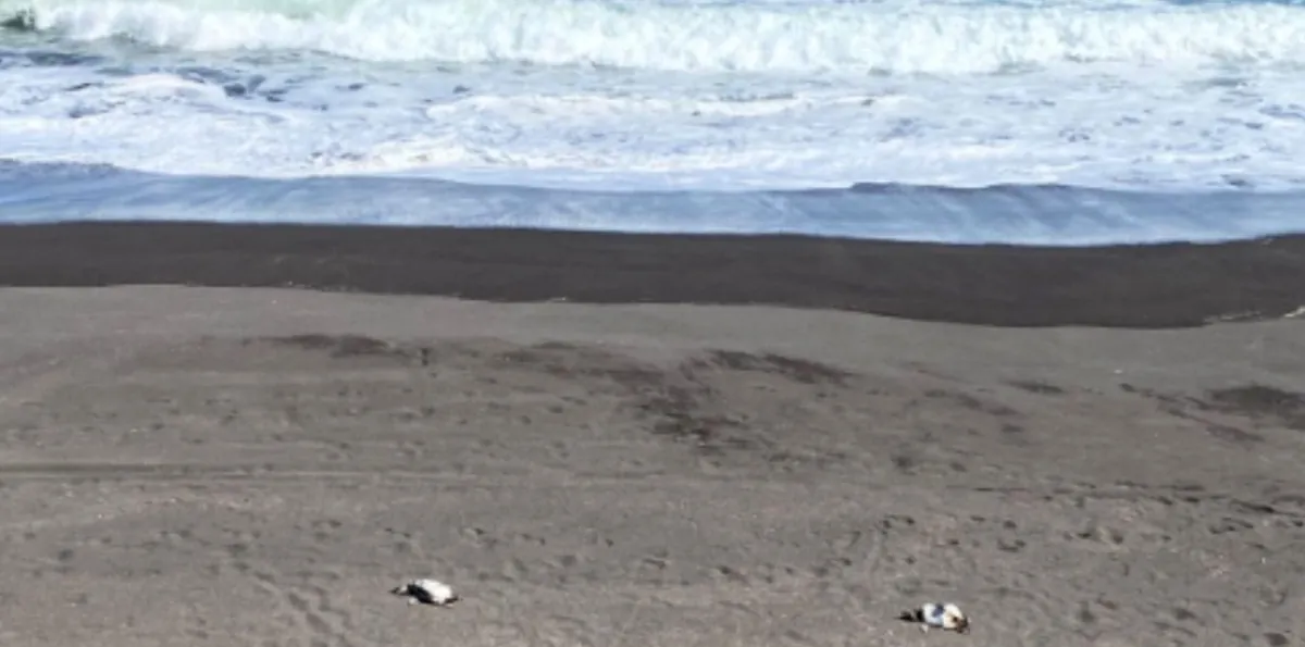 Encuentran 57 pingüinos muertos en costas del Maule: Sernapesca presenta denuncia criminal