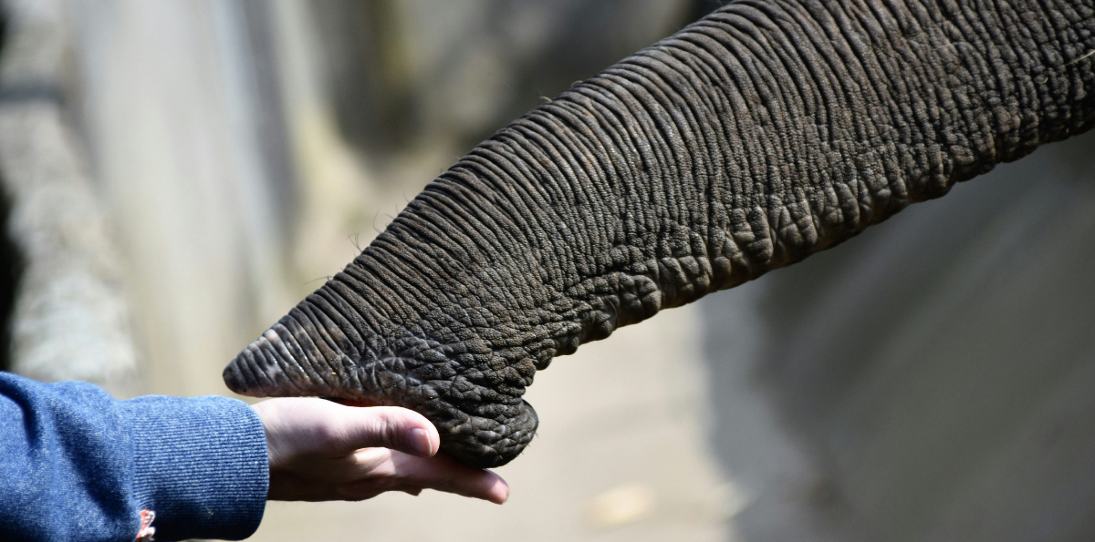 Estudio revela el secreto detrás del extraordinario tacto de la trompa de los elefantes