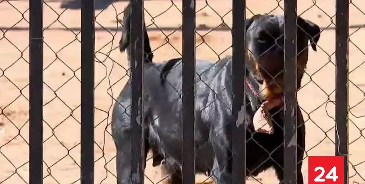 Hija del dueño de los perros quedó detenida: qué se sabe sobre el ataque de jauría a adulto mayor