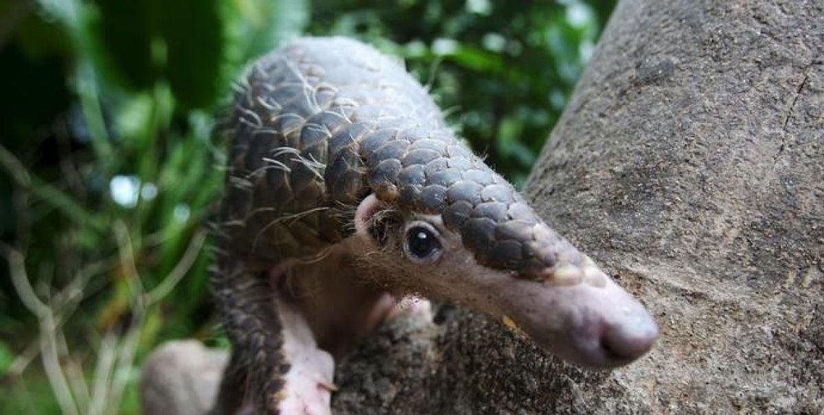 El pangolín está oficialmente en "alto riesgo" de extinción
