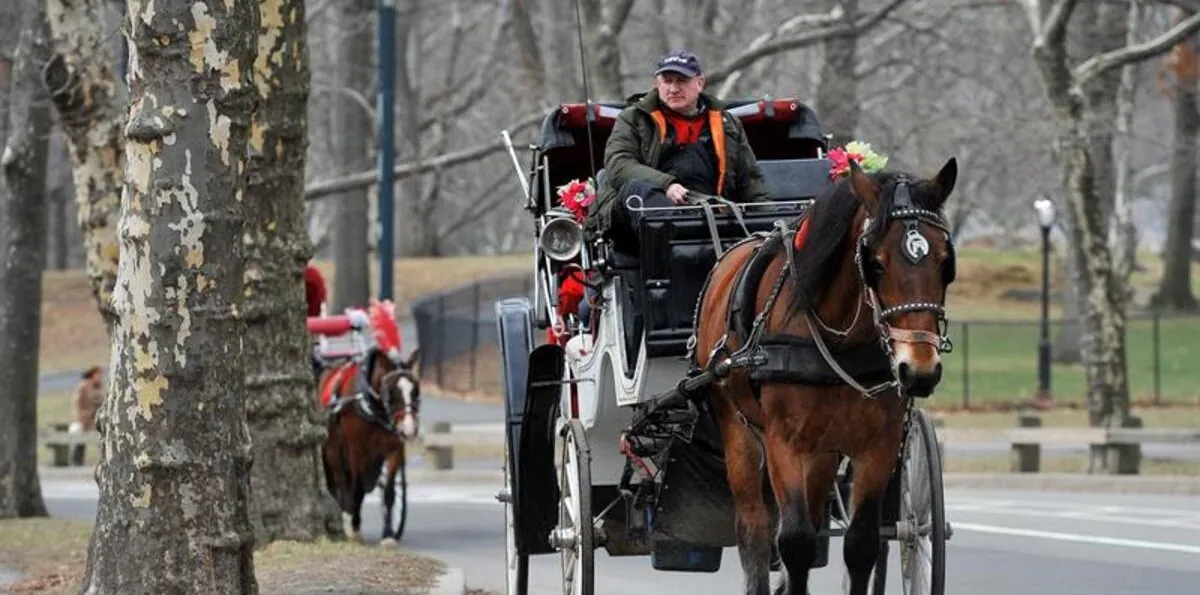 Suspenden paseos en carruajes tirados por caballos en Central Park tras muerte de turista