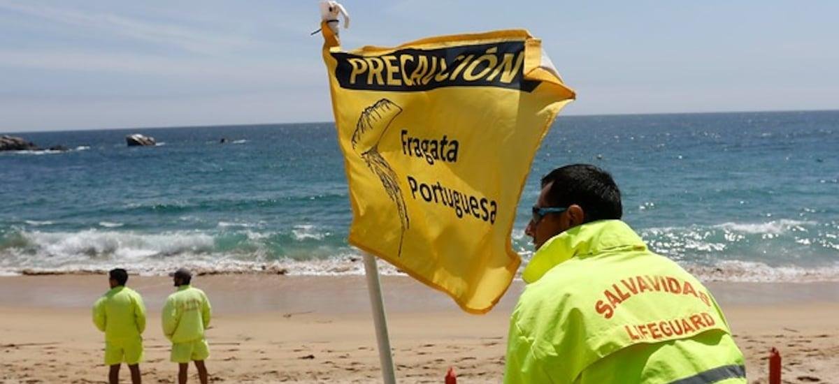 Seremi de Salud de Valparaíso prohíbe baño en cuatro playas de Santo Domingo por presencia de fragata portuguesa - La Tercera