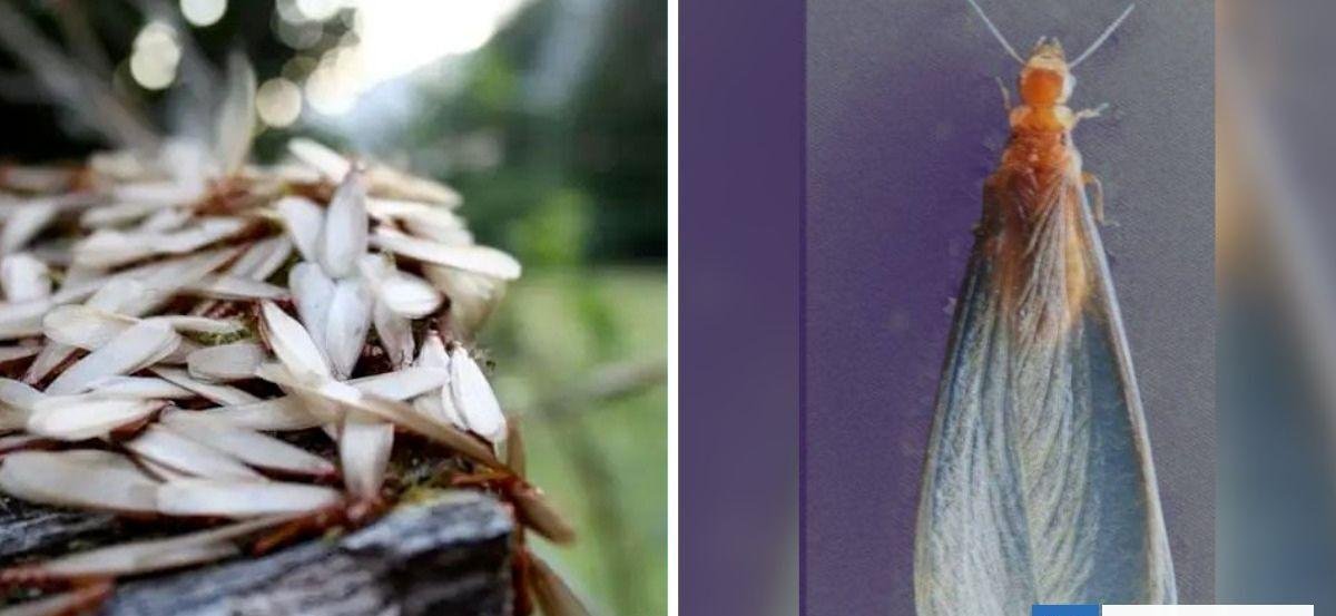 Cómo evitar a los molestos trintraros o zorras peladas: Mito dice que entran al oído hasta el tímpano