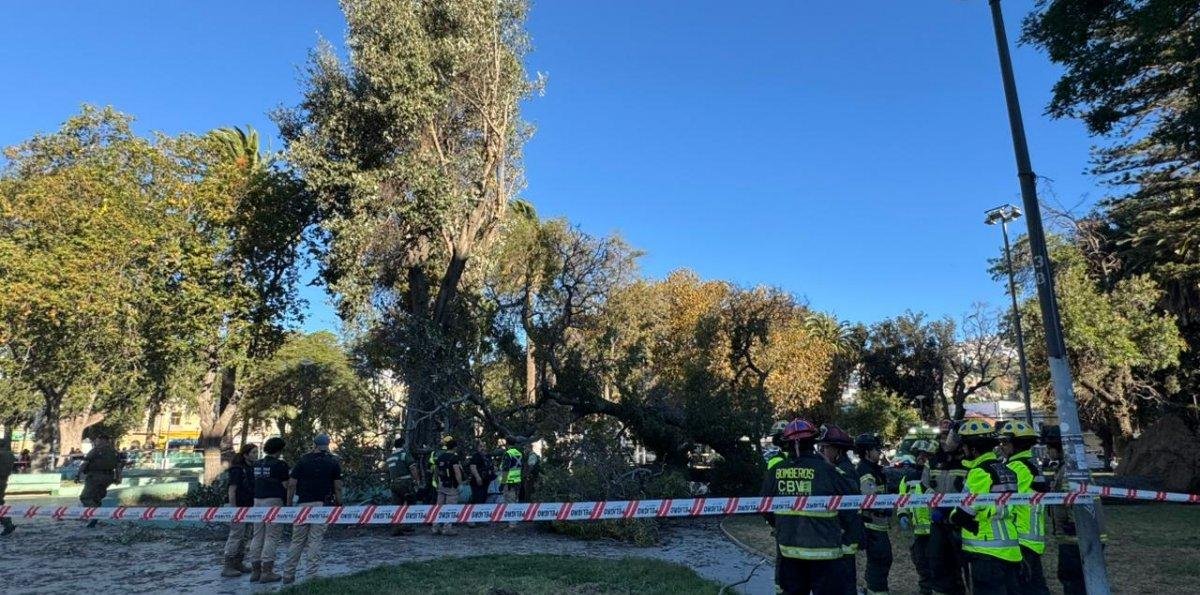 Árbol cayó y mató a joven que estaba sentado en el céntrico Parque Italia de Valparaíso