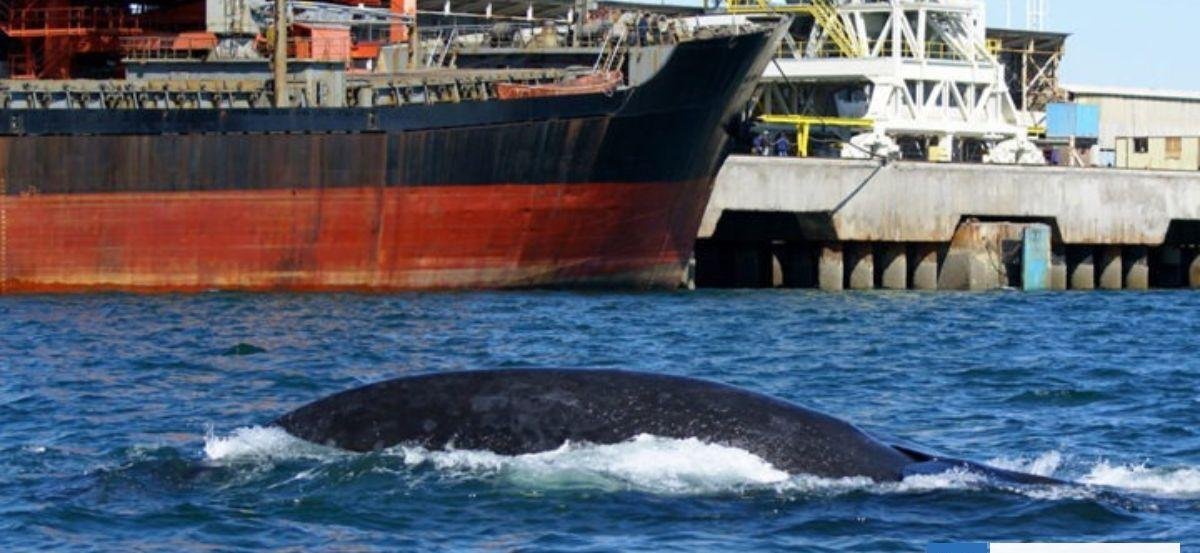 Chile lidera récord de colisiones de ballenas con embarcaciones: más que cualquier otro país