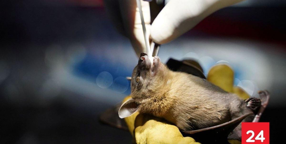 Alerta por hallazgo de murciélago con rabia en pleno centro de Los Andes