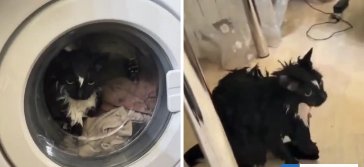 Mujer rusa encendió su lavadora y no notó que su gato estaba dentro: sus maullidos la alertaron