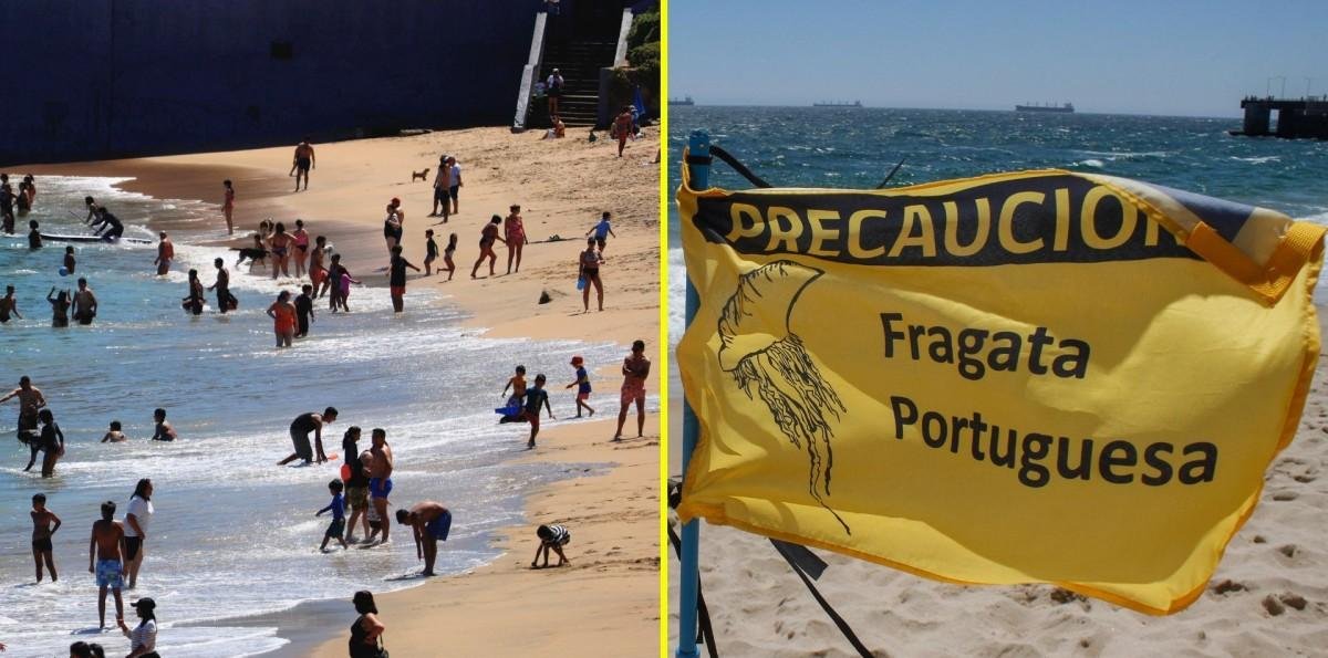Seremi prohíbe el baño en playas de Algarrobo y El Quisco por presencia de fragata portuguesa